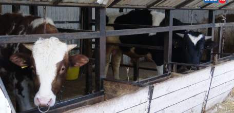 Новые правила ветеринарной экспертизы молока: что ждет производителей в марте?