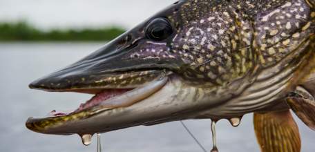 С 20 марта в Липецкой области вводится запрет на вылов щуки