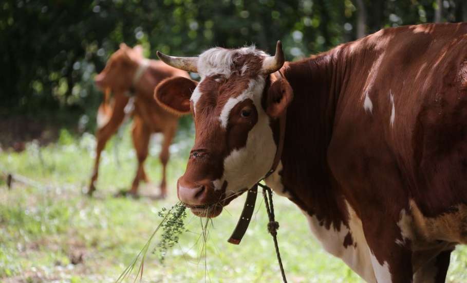 Производство мяса и молока растет в Липецкой области
