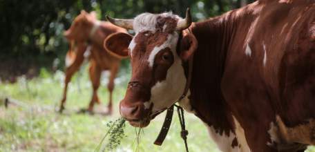 Производство мяса и молока растет в Липецкой области