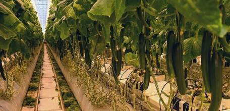 Липецкая область наращивает объемы производства тепличных овощей