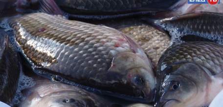 В Ельце прошла областная ярмарка