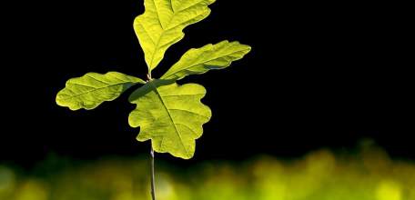 Дубовые леса будут выращены на малоплодородных землях в Липецкой области