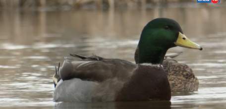 Новоселье для пернатых: в Петровском парке для уток установили новые домики на воде