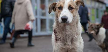 По результатам прокурорской проверки на мероприятия по обращению с безнадзорными животными в г. Ельце дополнительно выделено 4 млн рублей