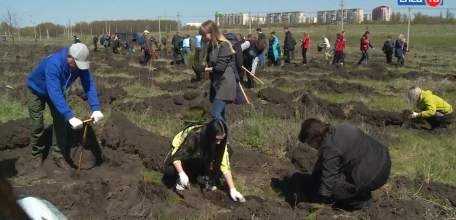 Памяти героев: в Ельце посадили более 13 тясяч саженцев дуба и сосны