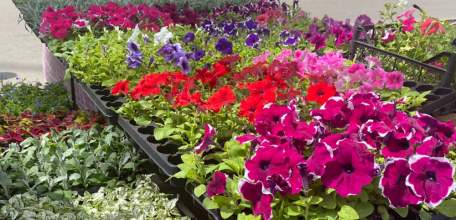 Широкие ярмарки приглашают жителей Липецкой области за покупками