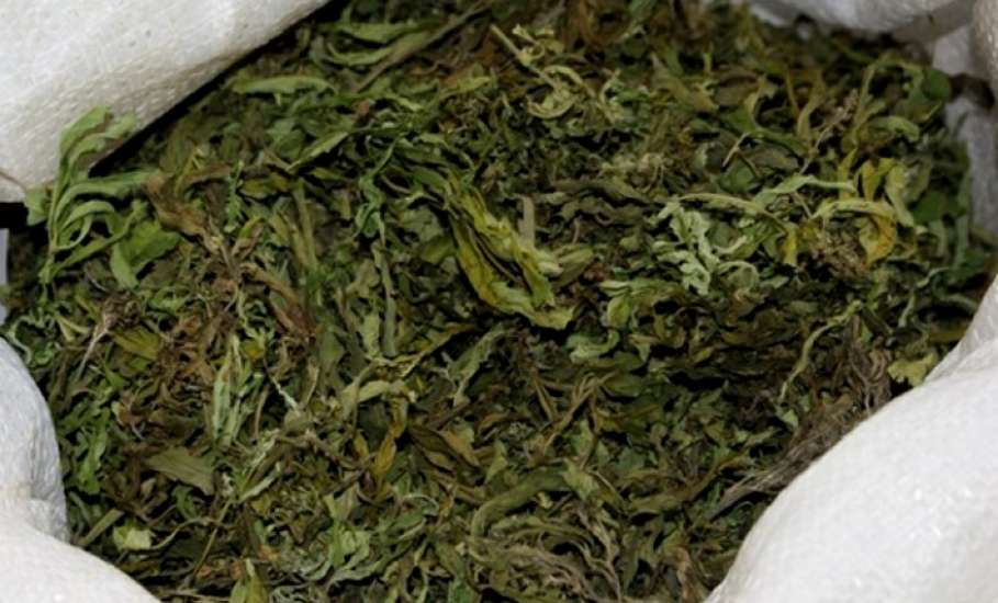Прокурор Елецкого района утвердил обвинительное заключение по уголовному делу, возбужденному по факту незаконного приобретения и хранения без цели сбыта более 4 кг марихуаны