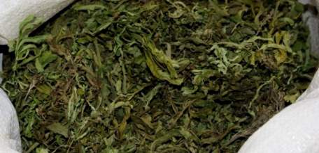 Прокурор Елецкого района утвердил обвинительное заключение по уголовному делу, возбужденному по факту незаконного приобретения и хранения без цели сбыта более 4 кг марихуаны