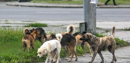 Елецкий район: установлен единый круглосуточный номер для принятия звонков о наличии безнадзорных животных