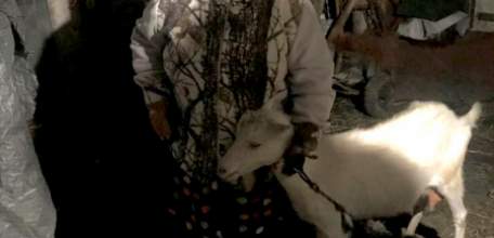 Полицейские вернули жительнице Елецкого района похищенную козу