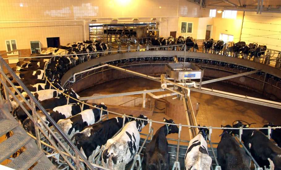 Липецкие компании вошли в ТОП-100 производителей молока