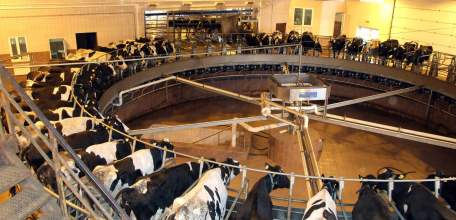 Липецкие компании вошли в ТОП-100 производителей молока