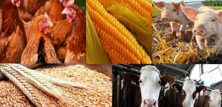 Малые формы хозяйствования Липецкой области получили весь объем господдержки