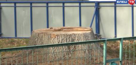 Ясень – пень: в городском парке срубили опасные деревья