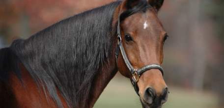 Прокуратура Елецкого района провела проверку по факту причинения телесных повреждений ребенку в археологическом парке «Аргамач»