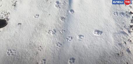 В Ельце и районе продолжается комплексная вакцинация диких и бродячих животных