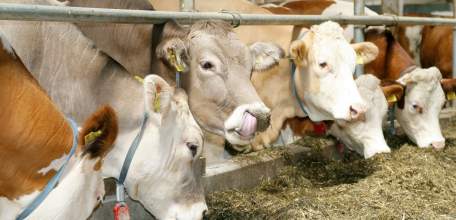 Животноводство региона демонстрирует положительную динамику