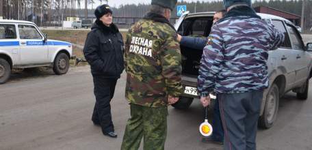 Самовольная вырубка новогодних елей в Липецкой области влечет наказание