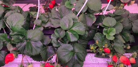 Клубнику пяти сортов выращивают фермеры Елецкого района в декабре