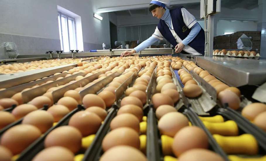 Исторический максимум по производству яиц достигнут в Липецкой области