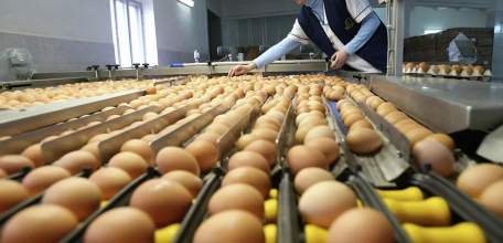 Исторический максимум по производству яиц достигнут в Липецкой области
