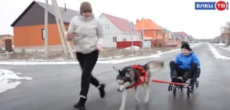 Прокатиться на Лексусе: в условиях малоснежной зимы ездовой пёс не остался без работы