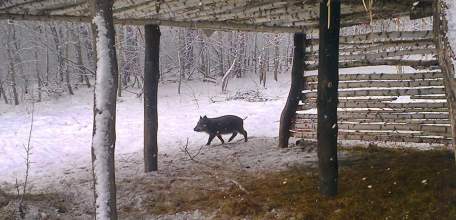 Разрешения на охоту начнут выдавать по новым правилам