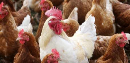 Прошедший год стал для животноводов Липецкой области успешным во всех смыслах