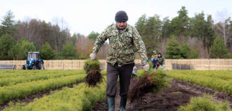 Около 600 гектаров леса будет посажено в Липецкой области в 2023 году