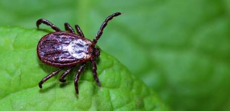 Места отдыха в Липецкой области обрабатывают от клещей