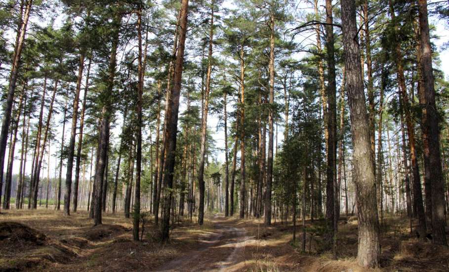 Пожароопасный сезон объявлен в лесах Липецкой области