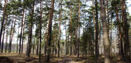 Пожароопасный сезон объявлен в лесах Липецкой области
