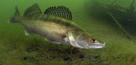 С 15 апреля по 8 июня в Липецкой области вводится запрет на вылов судака