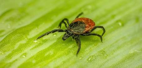В Липецкой области  по поводу присасывания клещей в медицинские организации области обратилось 529 человек