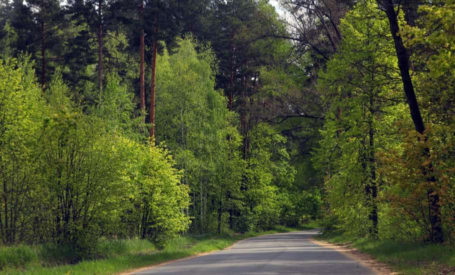 Особый противопожарный режим введён в лесах Липецкой области
