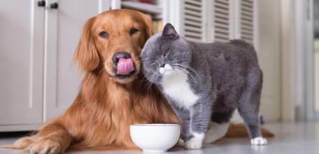 Корма для домашних животных и рыб будут производить два новых завода в Елецком районе