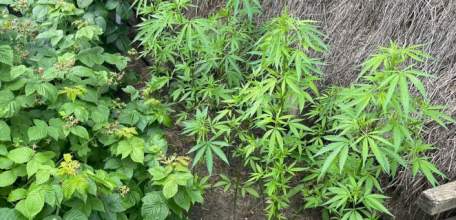 В Елецком районе сотрудниками полиции выявлен факт незаконного культивирования конопли