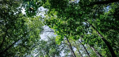 Особый противопожарный режим введён в лесах Липецкой области