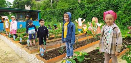 Елецкие дошкольники выращивают овощи и зелень