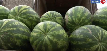 Сезон арбузов открыт: где выбрать вкусный и не отравиться