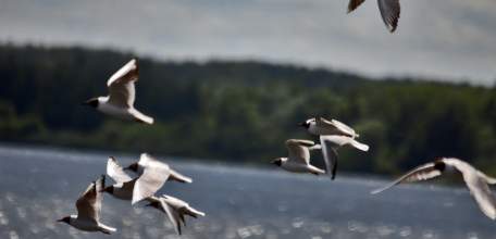 Птиц Липецкой области проверяют на грипп
