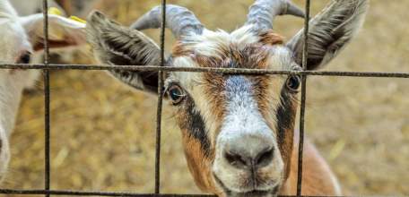 Почти 80% господдержки уже получили липецкие сельхозпроизводители