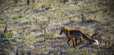 Животные Липецкой области стали болеть бешенством на 96% меньше