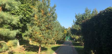 В Ельце и Елецком районе болеют сосны