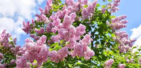 Фестиваль «Сиреневый рай» в Становлянском районе стал лучшим в Центральном и Северо-Западном федеральном округе