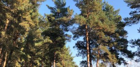 Теперь за сбор и продажу ландышей и других растений и грибов из Красной книги будут сажать в тюрьму