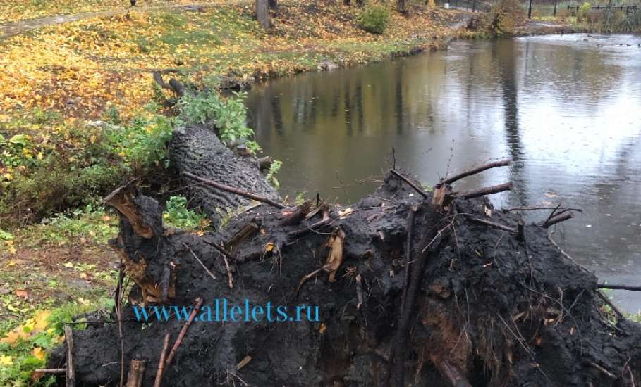 В Петровском парке Ельца дуб выдрало с корнями. Упавшее дерево никого не интересует, убирать видимо никто не думает