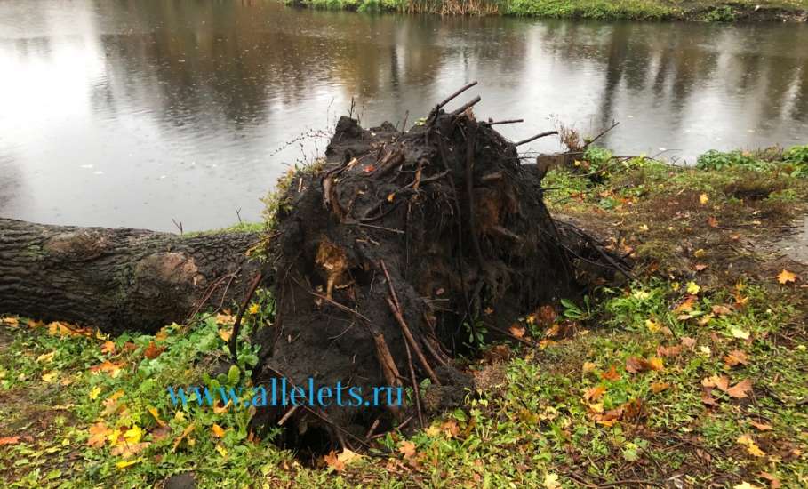 В Петровском парке Ельца дуб выдрало с корнями. Упавшее дерево никого не интересует, убирать видимо никто не думает