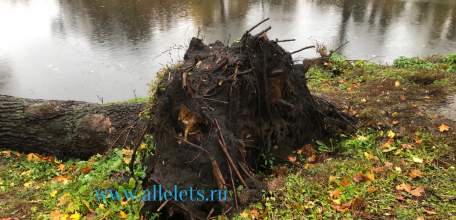 В Петровском парке Ельца дуб выдрало с корнями. Упавшее дерево никого не интересует, убирать видимо никто не думает